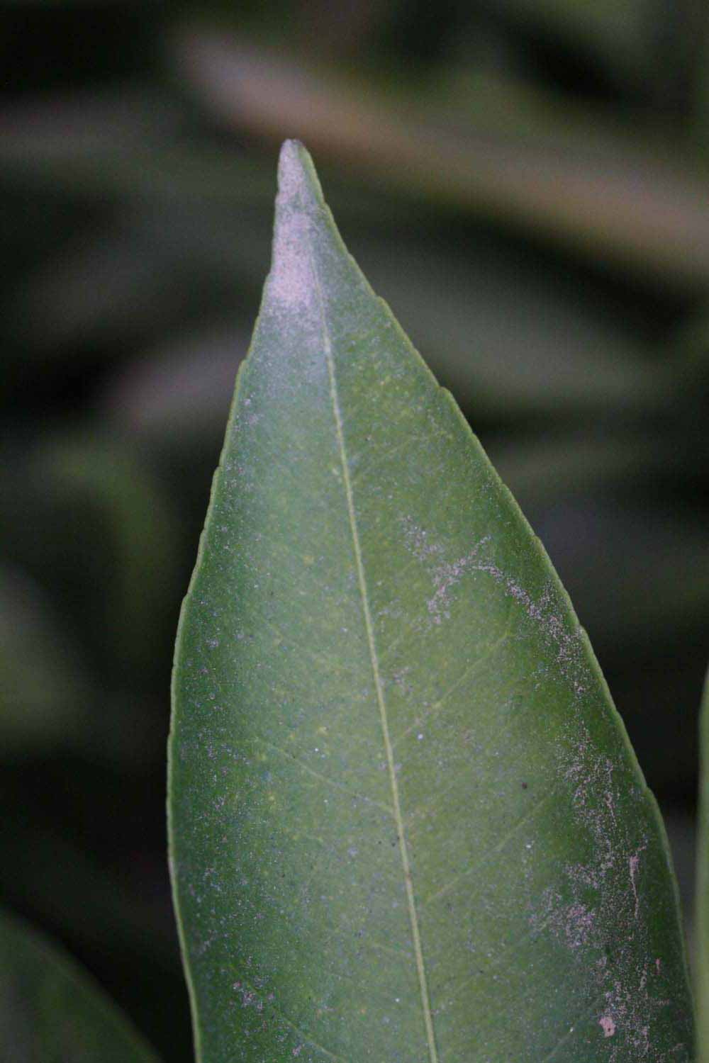              Margin (Riverside, CA)       